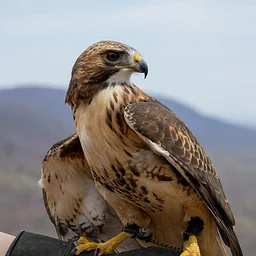 Live Birds of Prey Demo @ Thorn Alley Stage at GoggleWorks