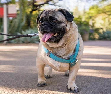 Dog Days of Summer