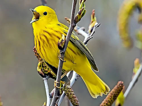 Spring is for the Birds – Part 1