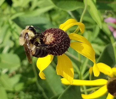 Wee Wonders: Pollinators