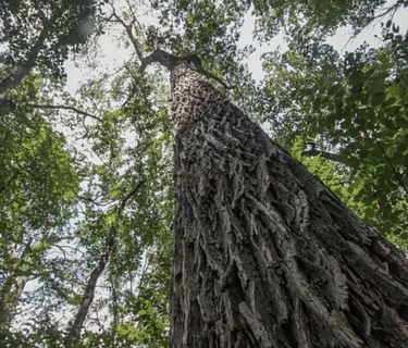 Wednesday Walk: Old-Growth Forest Trees