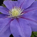 Rogerson Clematis Garden
