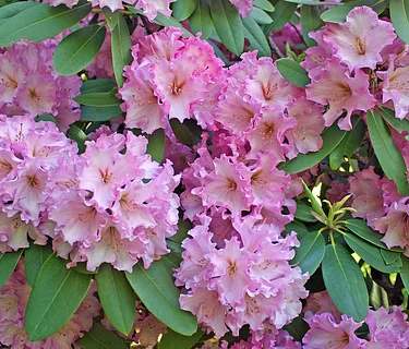 Ask a Horticulturist – Rhododendrons