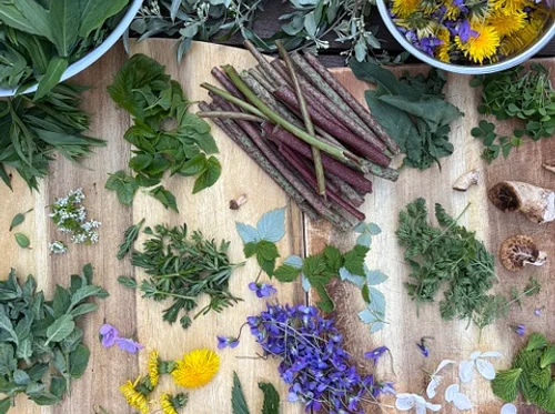 Foraging & Fermenting Class
