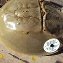 Horseshoe Crab Monitoring (Last Chance!)