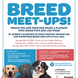Golden Retriever Meetup