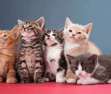 Paws and Pours with Friends of Noah