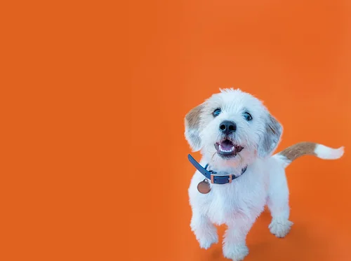 Puppy Playschool