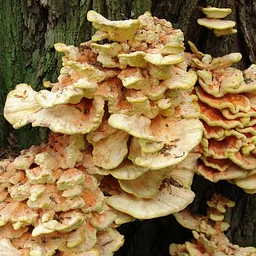 Accessible Mushroom Tour