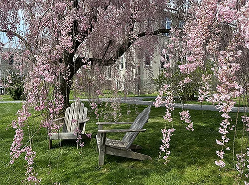 In-Person Highlights Tour: Flowering Cherries