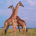 OMNIMAX: Serengeti