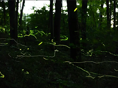 Creatures of the Night: In Search of the Blue Ghost