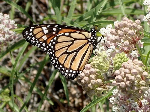 Monarchs and Milkweeds