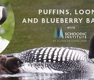 Puffins, Loons, and Blueberry Barrens with Schoodic Institute