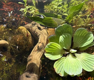 Building Mini Planted Aquariums