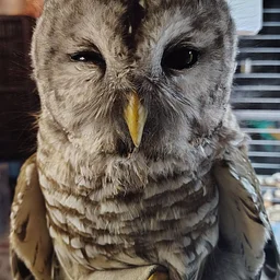 UPDATED: Owls Among Us: An Owl Education Program Presented by Freedom First
