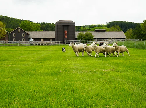 Family Sheep and Wool Celebration