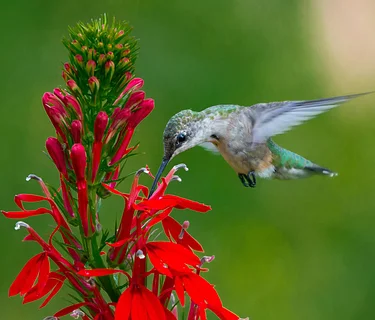 The Hum About Hummingbirds