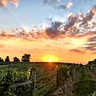 Verona Vineyards & Winery