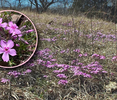 Serpentine Barrens Pink Hill Tour