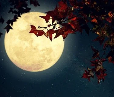 Nature Walk: Full Moon with Bats | Registration Required