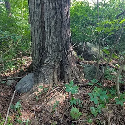 Invasive Plant Management Work Days