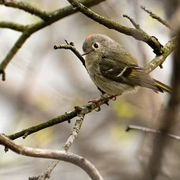 Humboldt Park Sunday Social Bird Walk