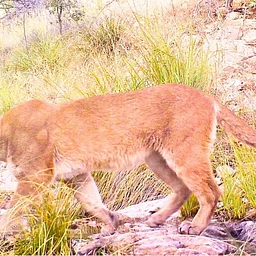 Sky Island FotoFauna: A 2-part Backyard Wildlife Camera Workshop