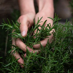 Neurobotanicals: Plant Remedies for Neurodiverse and Neuro-Curious Minds