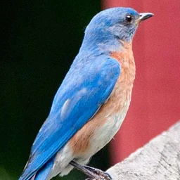 Birding Basics at the Mamaroneck Public Library (for everyone)