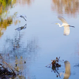 Birding Boat Tour