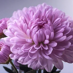 The History of the Chrysanthemum