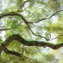 Anice Hoachlander: Nature as Architect