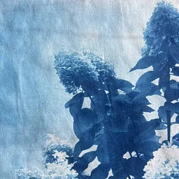 Boston University | Cyanotype workshop