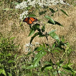 North Fork Audubon Fall Native Plant Sale