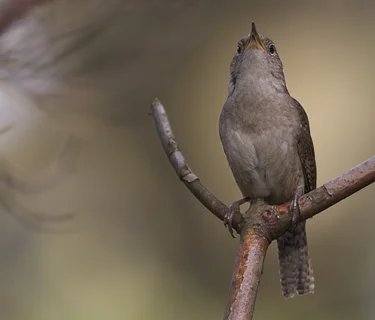 MILL at Van Vleck – Beginning Birding Class