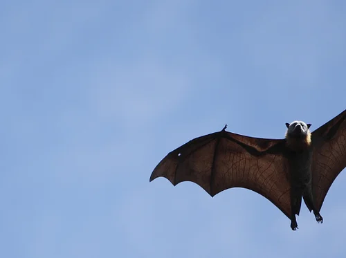 Bat Hike at Sweetwater River Trail