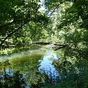 Summer Crum Woods Hike