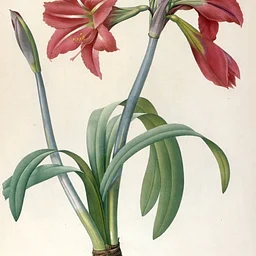 Phelps-Hatheway School of Floral Arts | Holiday Amaryllis Workshop with Lynn Mervosh