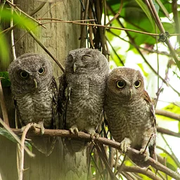 Oaks and Acorns: Owls