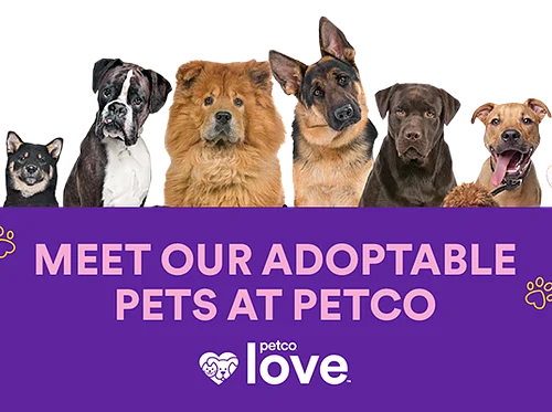 PetCo Adoption Day – Westshore