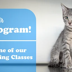 Foster Training Class – Zoom