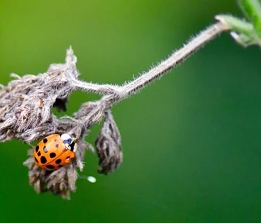 NEC Drop-in: Garden Bugs – Friends or Foe?