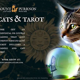 Cats and Tarot