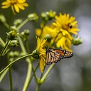 The Marvelous Monarch and It’s Magical Migration