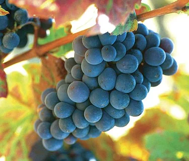 Gamay Grape Class & Tasting!