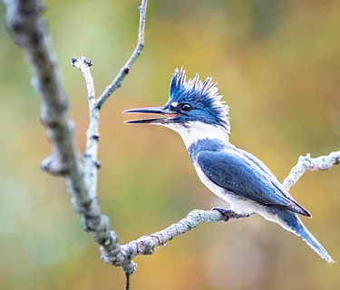 Spring Guided Bird Walks