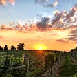 Verona Vineyards & Winery