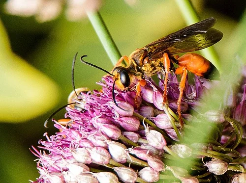 Beyond the Sting: Green-Wood’s Wasps 