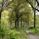 Virtual Public Info Session: Restoring Churchill Valley Greenway